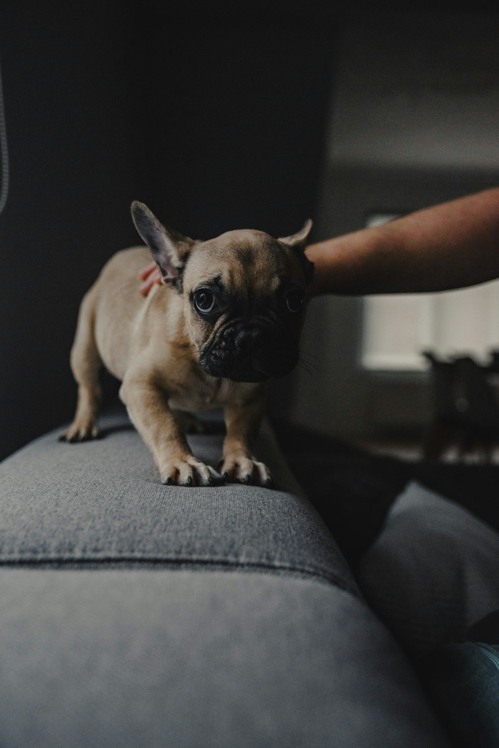 brun petit chien à poil court sur les genoux des personnes