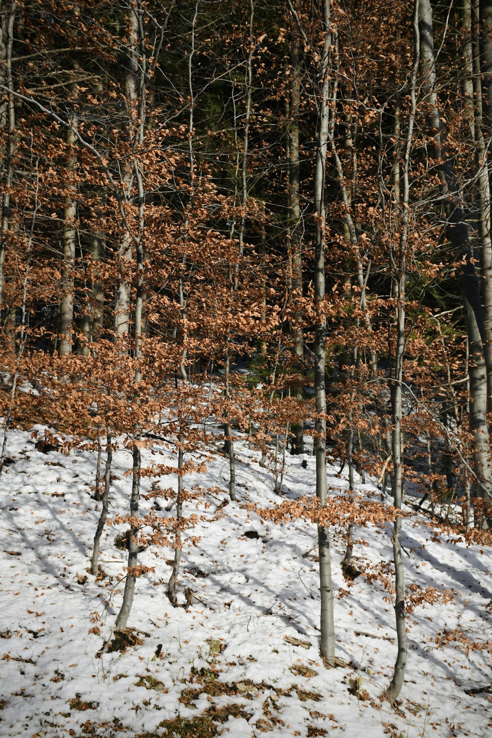 brown trees on snow covered ground during daytime