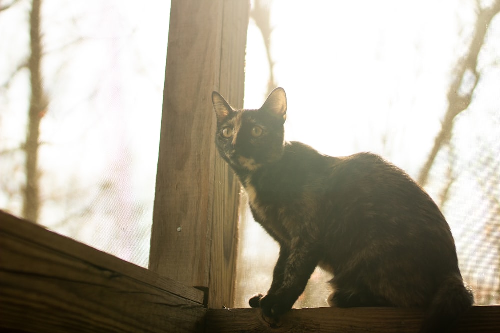 black cat on brown wooden window