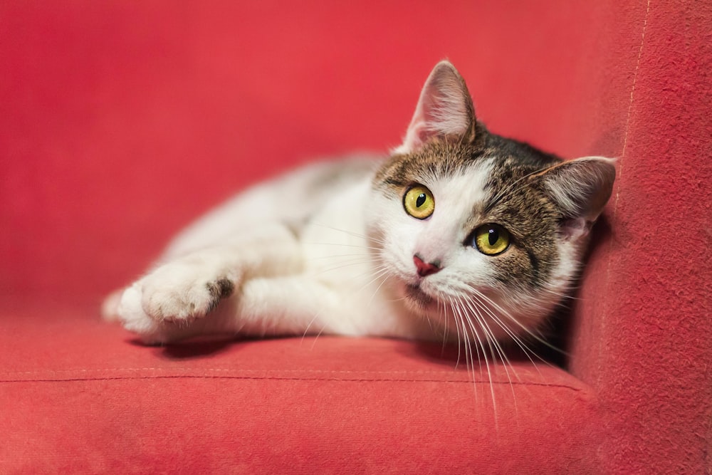white and grey cat lying on red textile