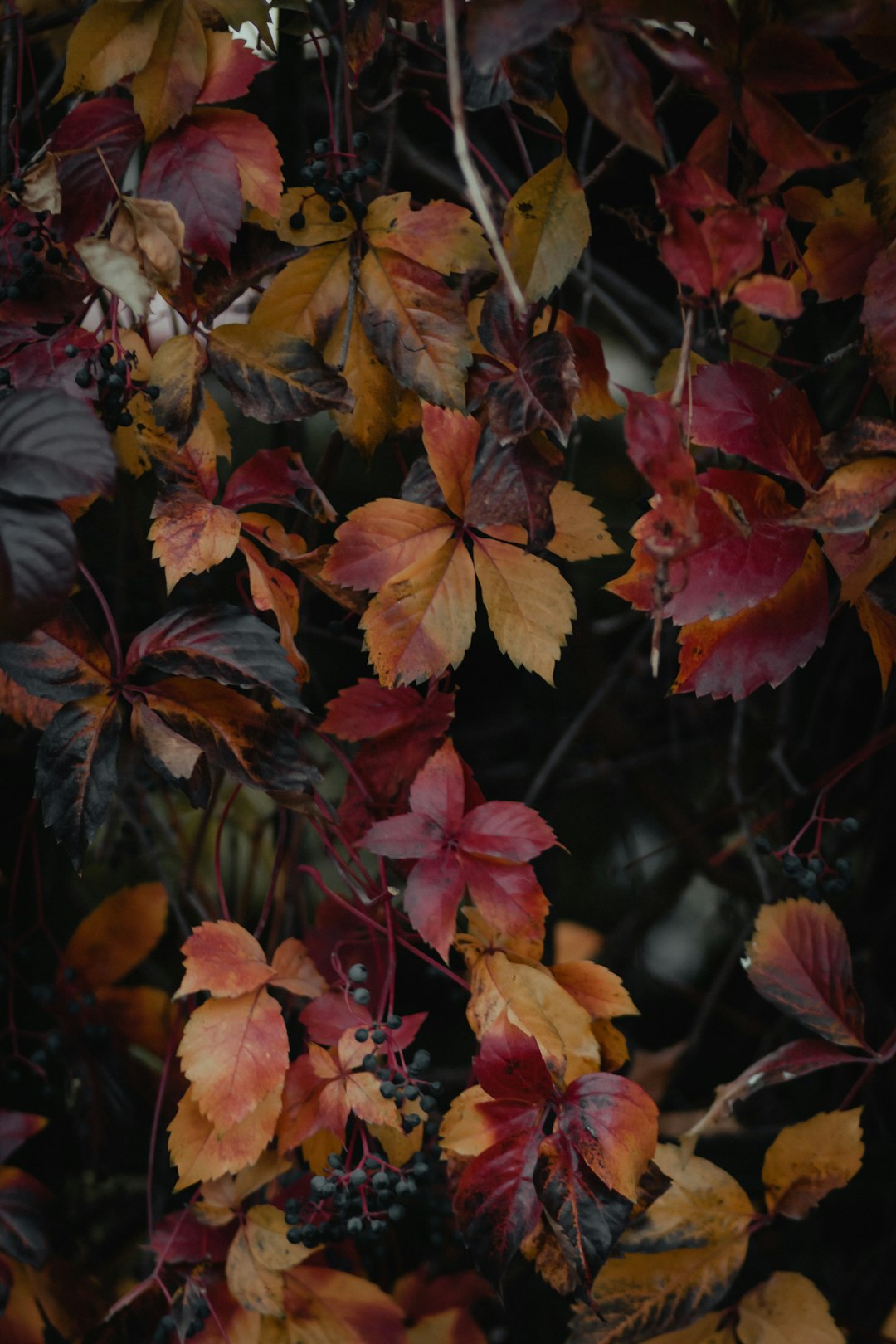 brown and green leaves in close up photography