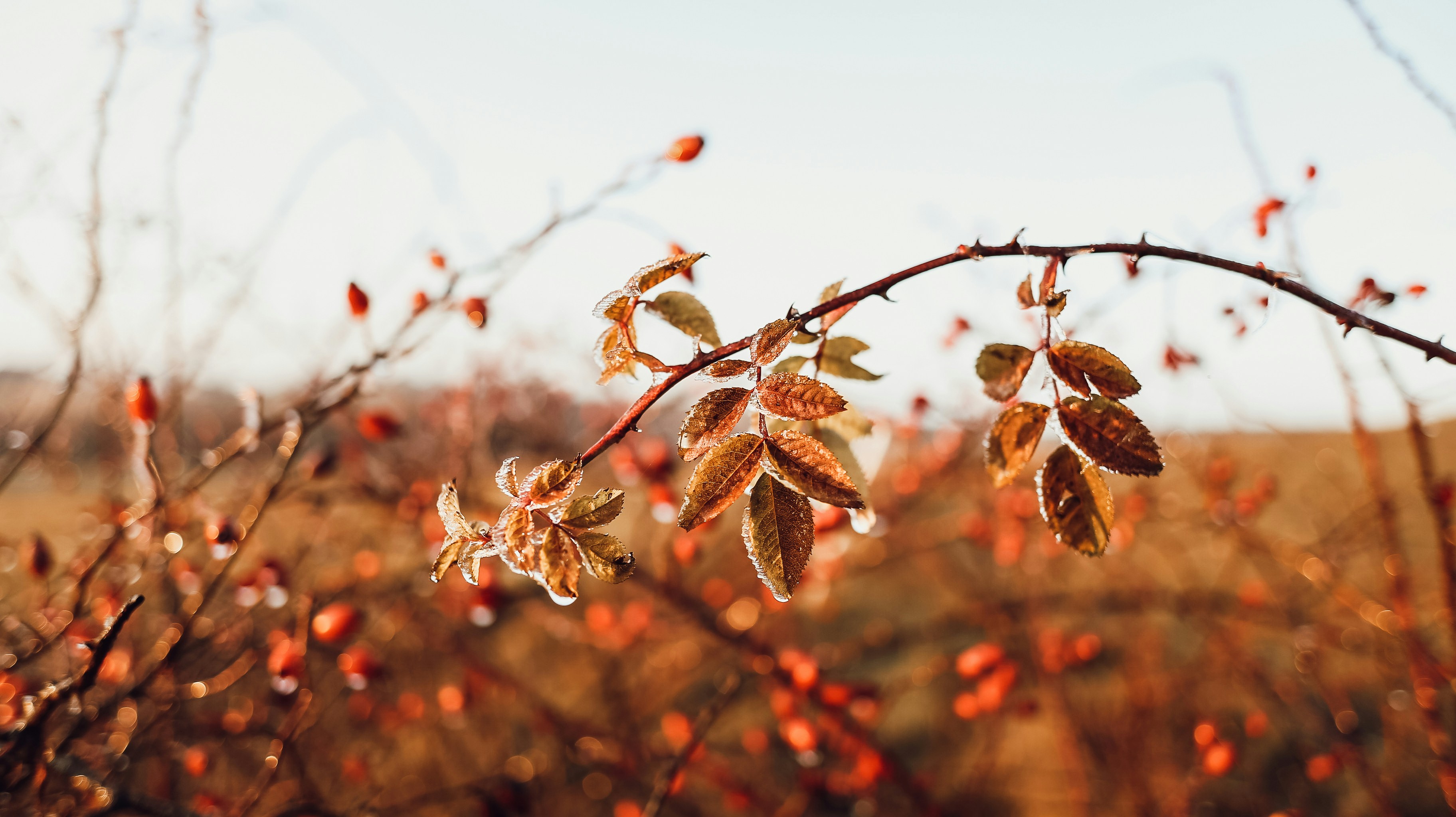 Photo by sabinasturzu