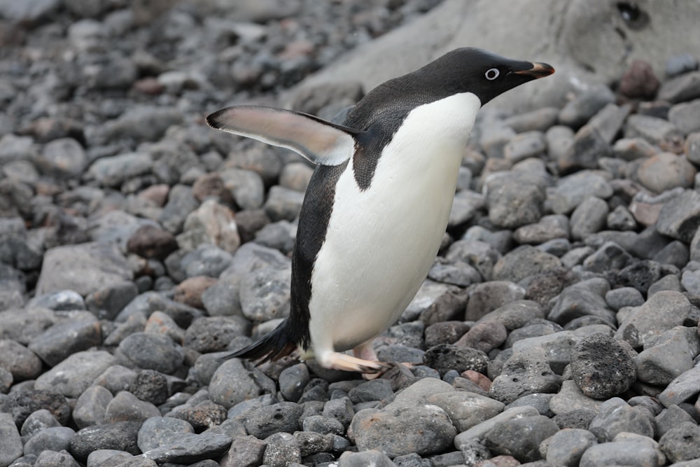 penguin standing on rocky ground during daytime
