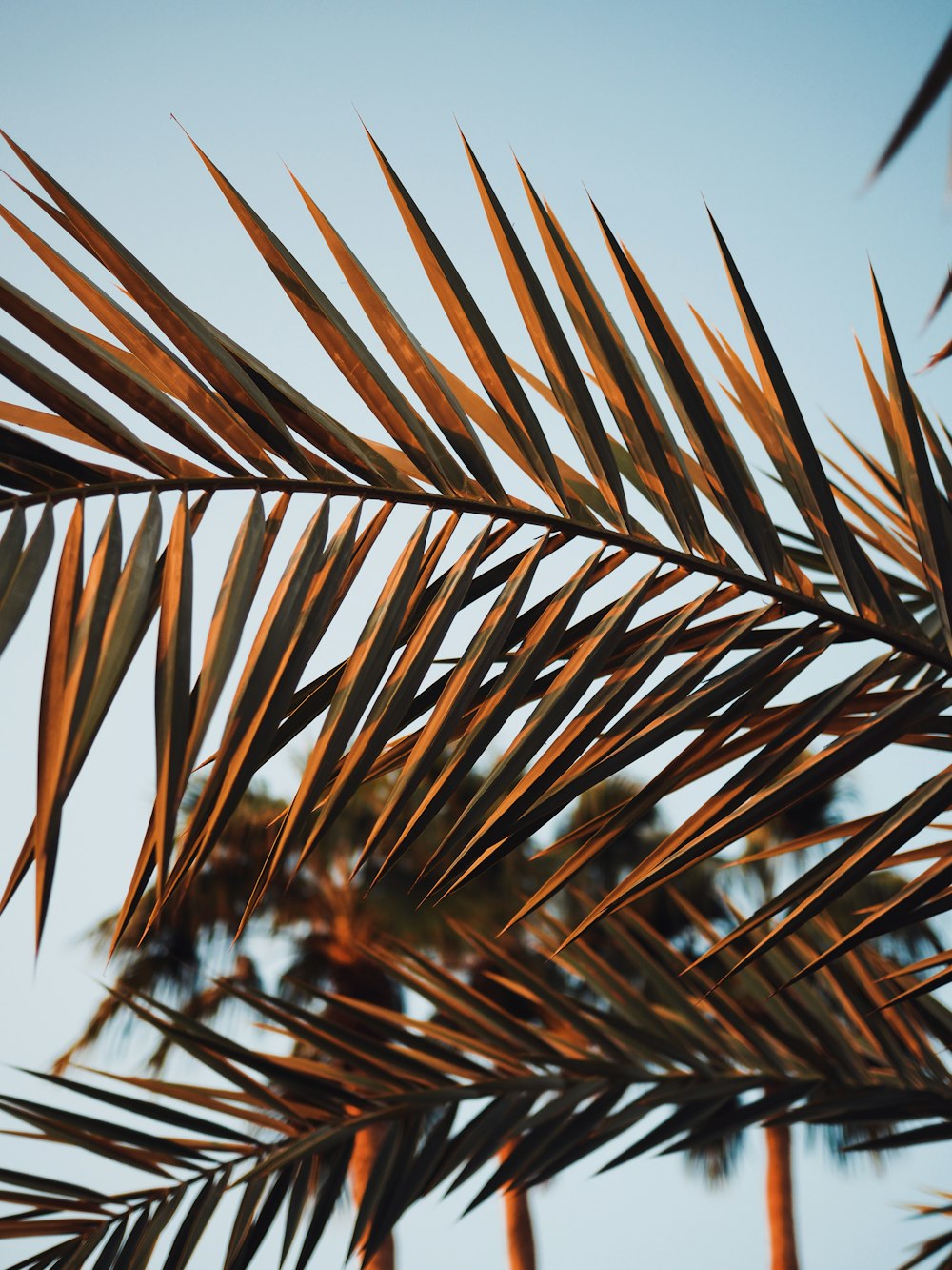 brown palm tree during daytime