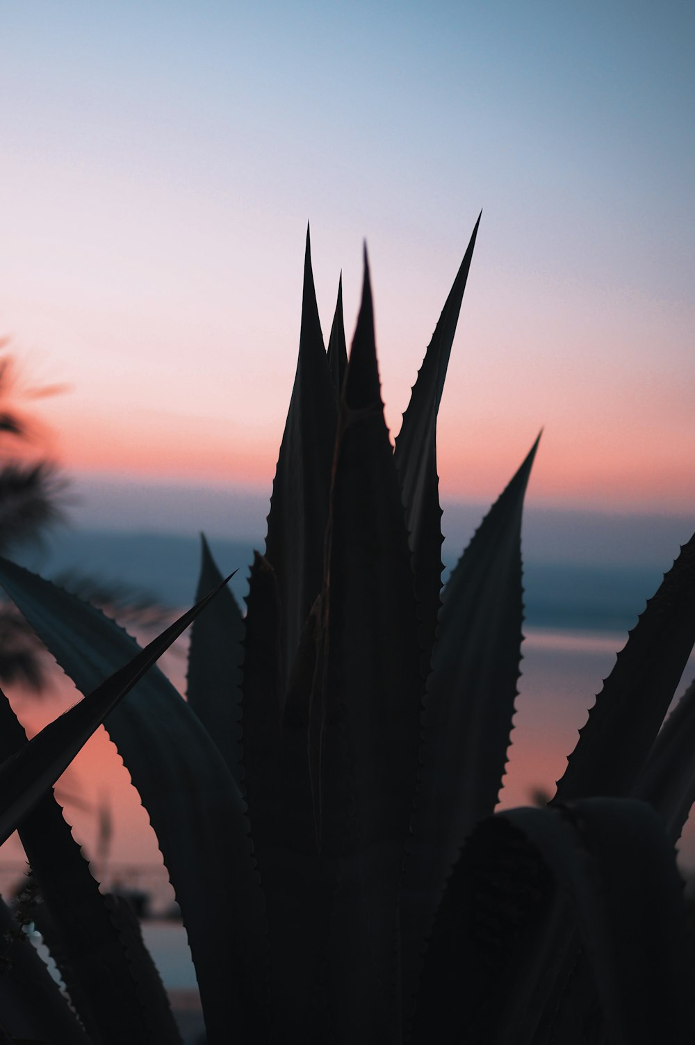 green plant during golden hour