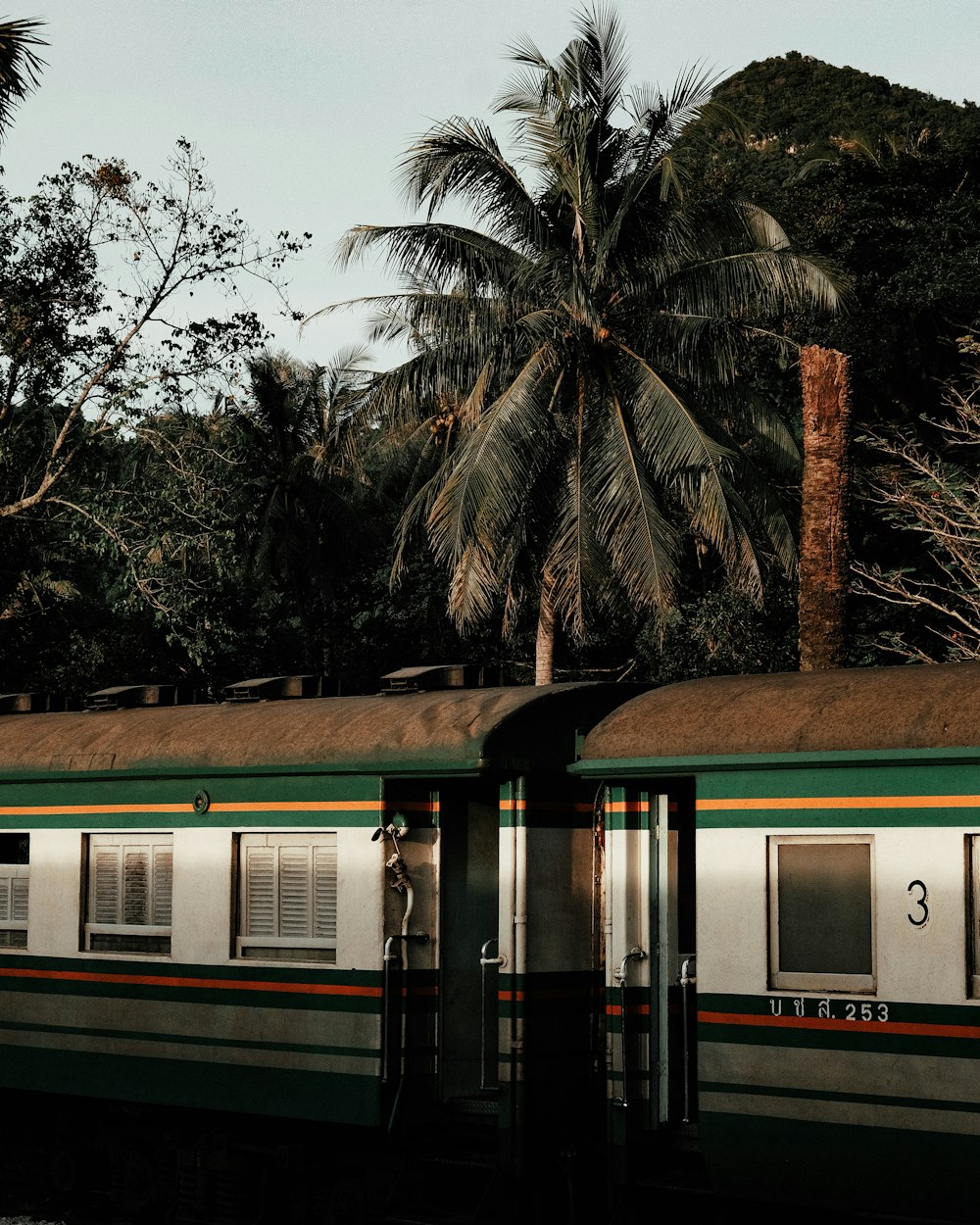 green and white train near palm trees during daytime