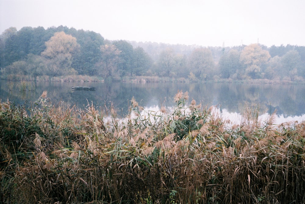 green grass near lake during daytime