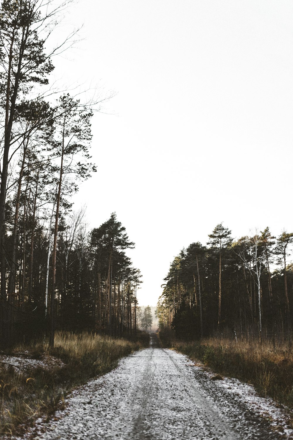 a dirt road in the middle of a forest