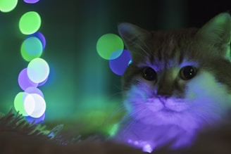A cat with large eyes is bathed in vibrant, colorful lights. The lights create a bokeh effect with various hues of purple, green, and blue, casting an ethereal glow around the animal.
