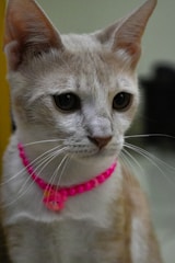 A light-colored cat with large, expressive eyes is wearing a bright pink beaded collar with a small charm. The background is blurred, drawing attention to the cat's face.