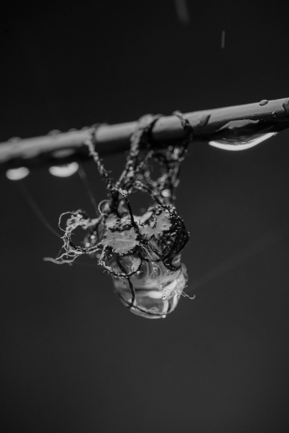 grayscale photo of water drop on tree branch