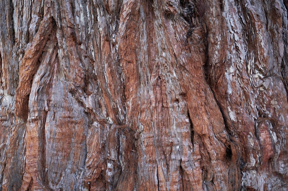 brown and black tree trunk