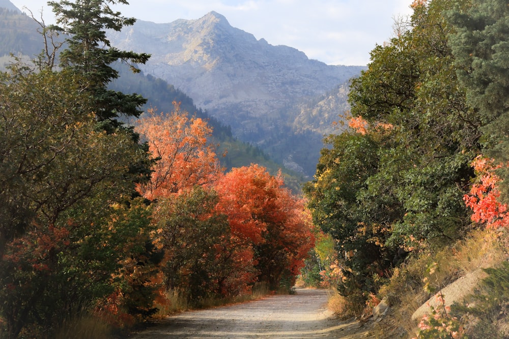 green and orange trees near mountain during daytime