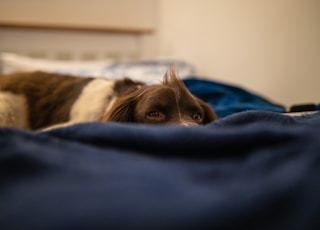 brown and white short coated dog lying on blue textile