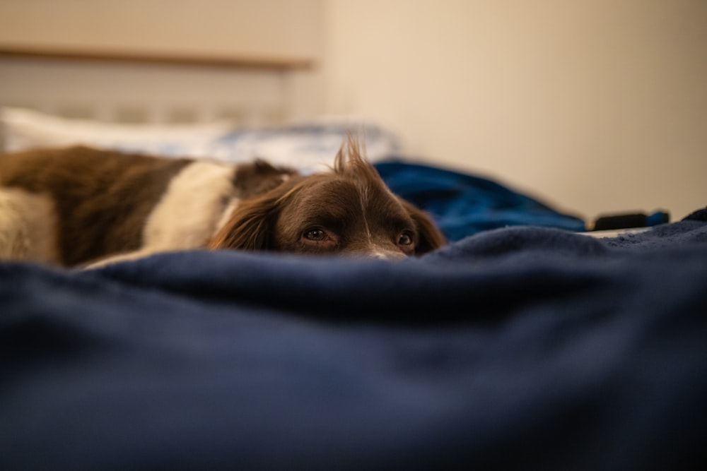 brown and white short coated dog lying on blue textile
