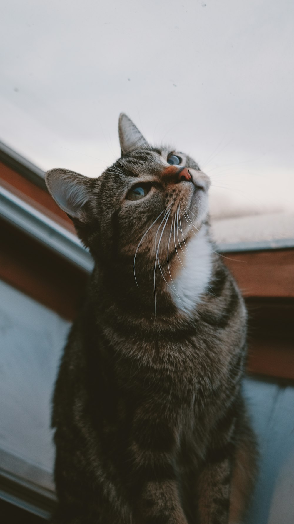 black and white cat on brown wooden floor