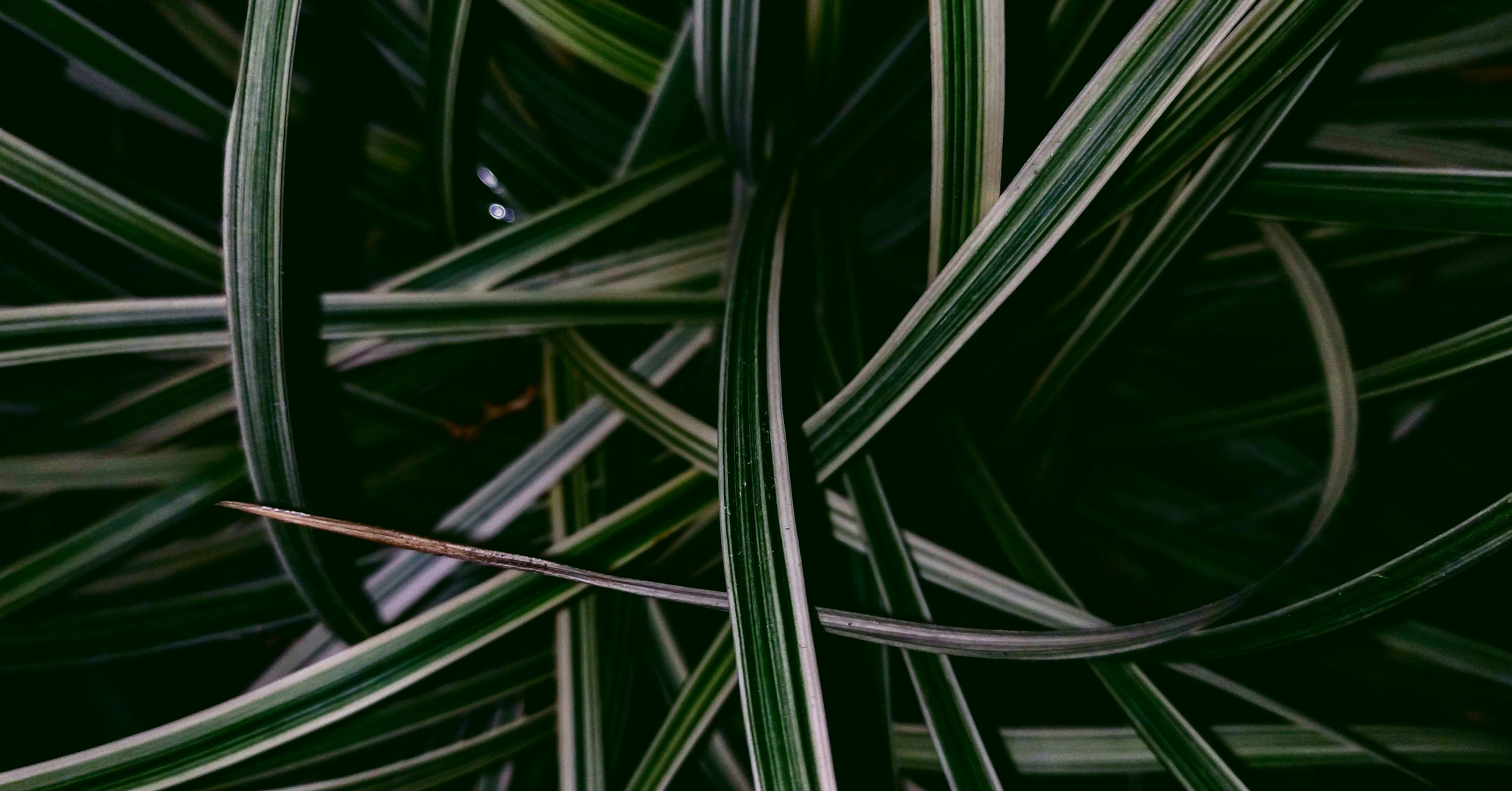 Photo by gagangulyani