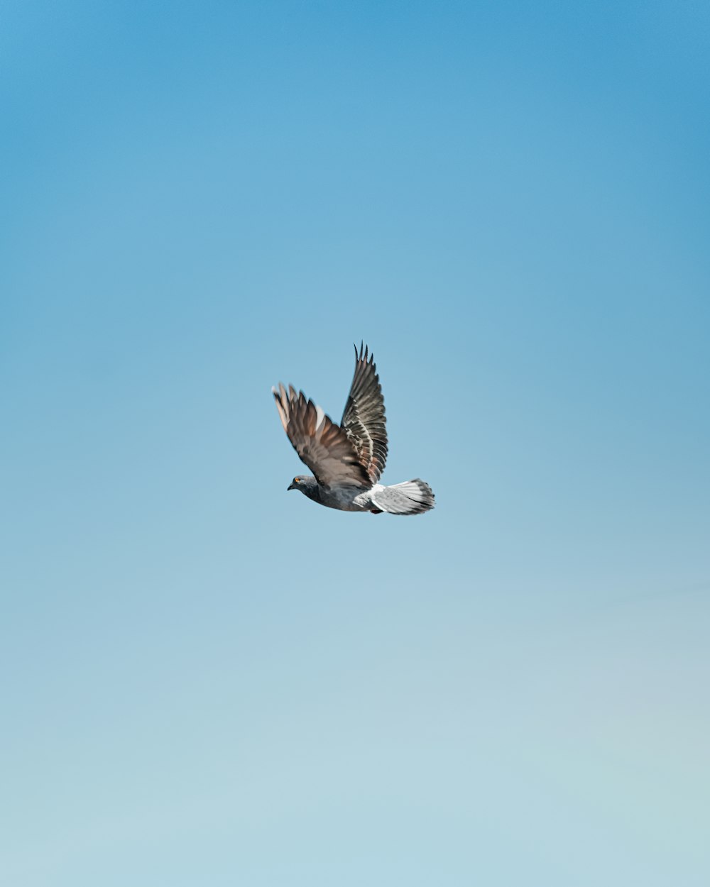 white and black bird flying during daytime