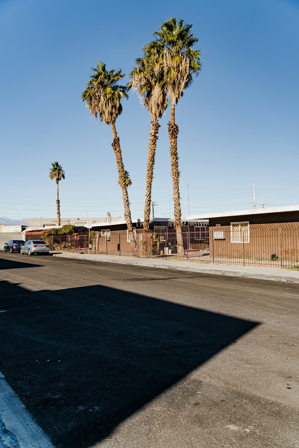 white car parked near palm trees during daytime