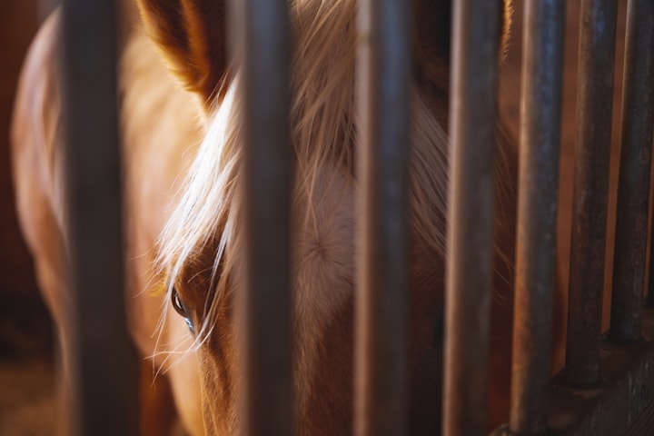 Why Do People Keep Buying Horses Unseen?