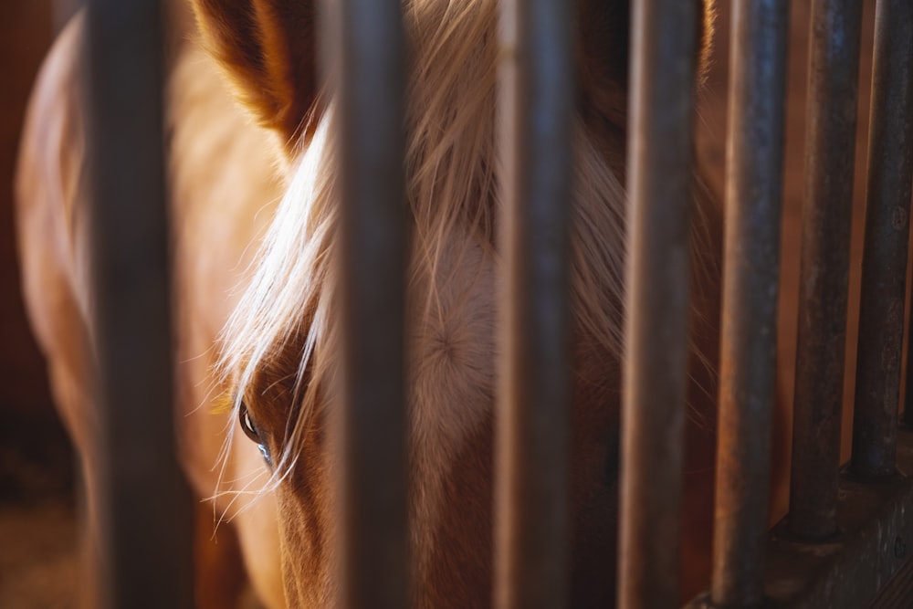 cheval brun et blanc en cage