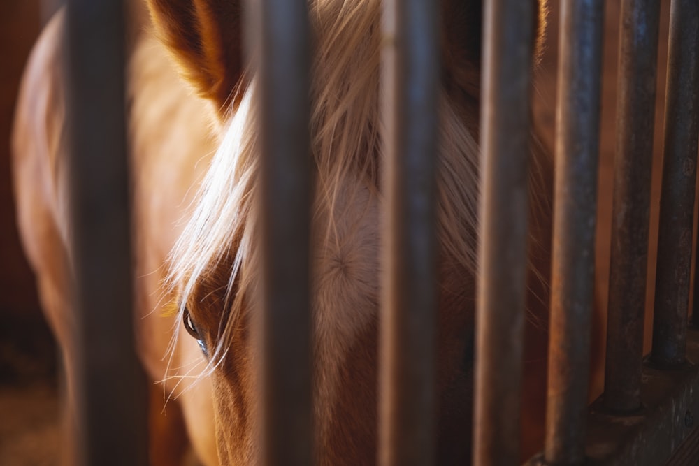 brown and white horse in cage