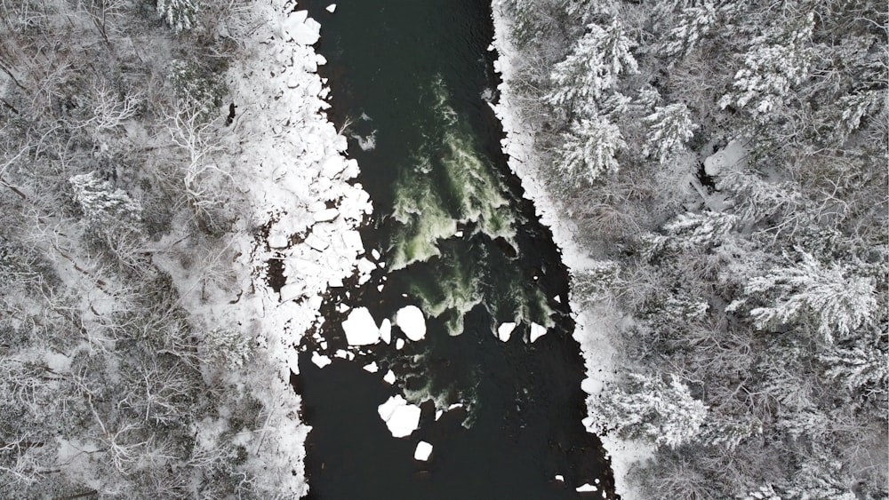 white and green trees covered with snow