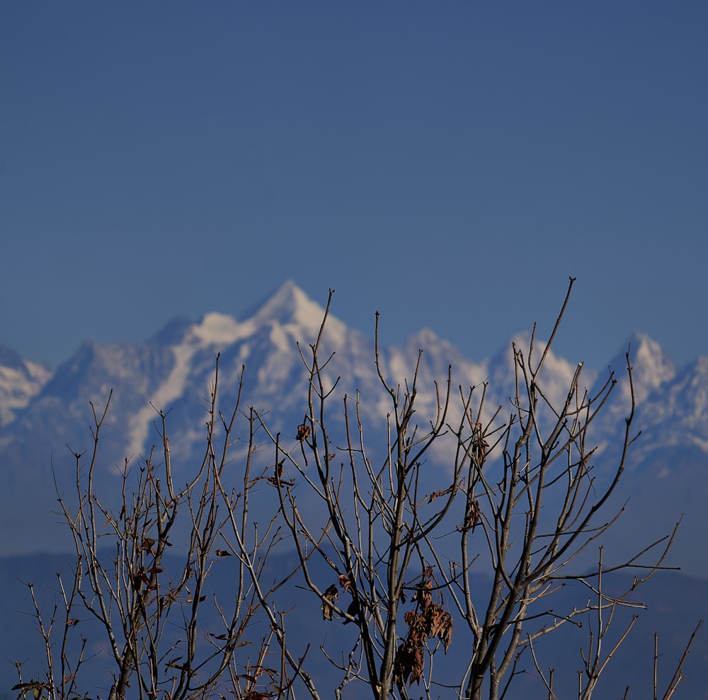 brown leafless tree near snow covered mountain during daytime