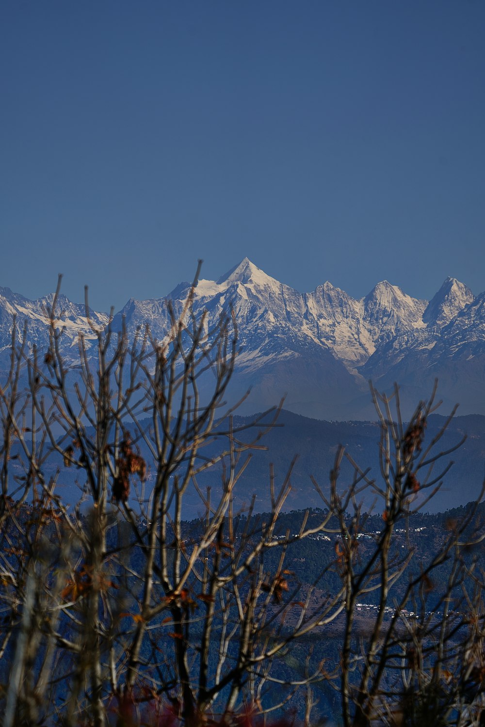 brown leafless tree near snow covered mountain during daytime