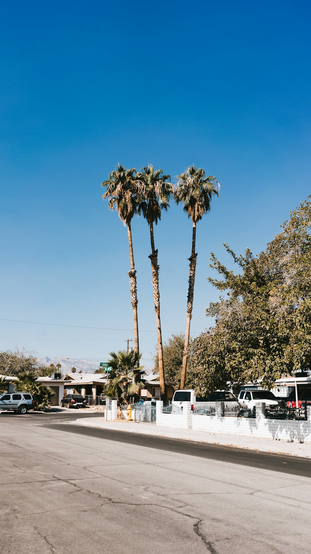 green palm tree near white car during daytime