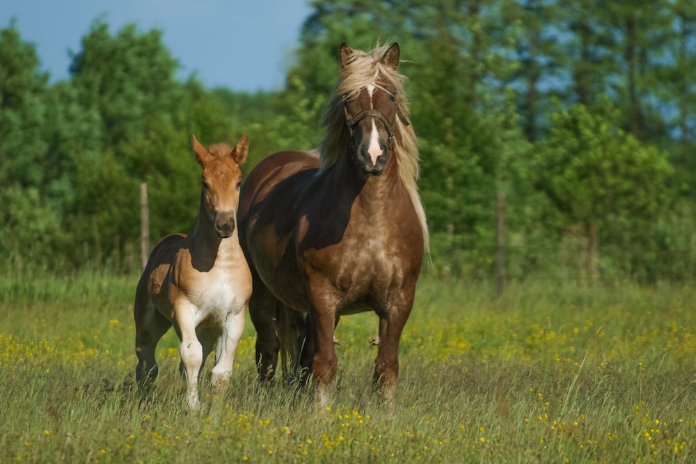 brown horse on green grass field during daytime