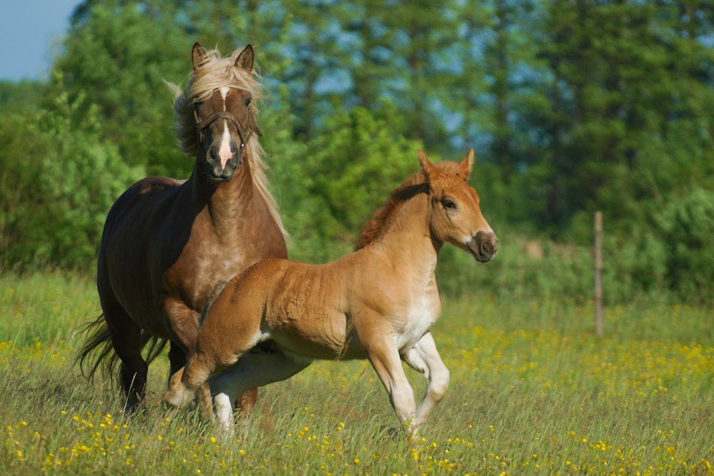 昼間は緑の芝生原を走る茶色と白の馬