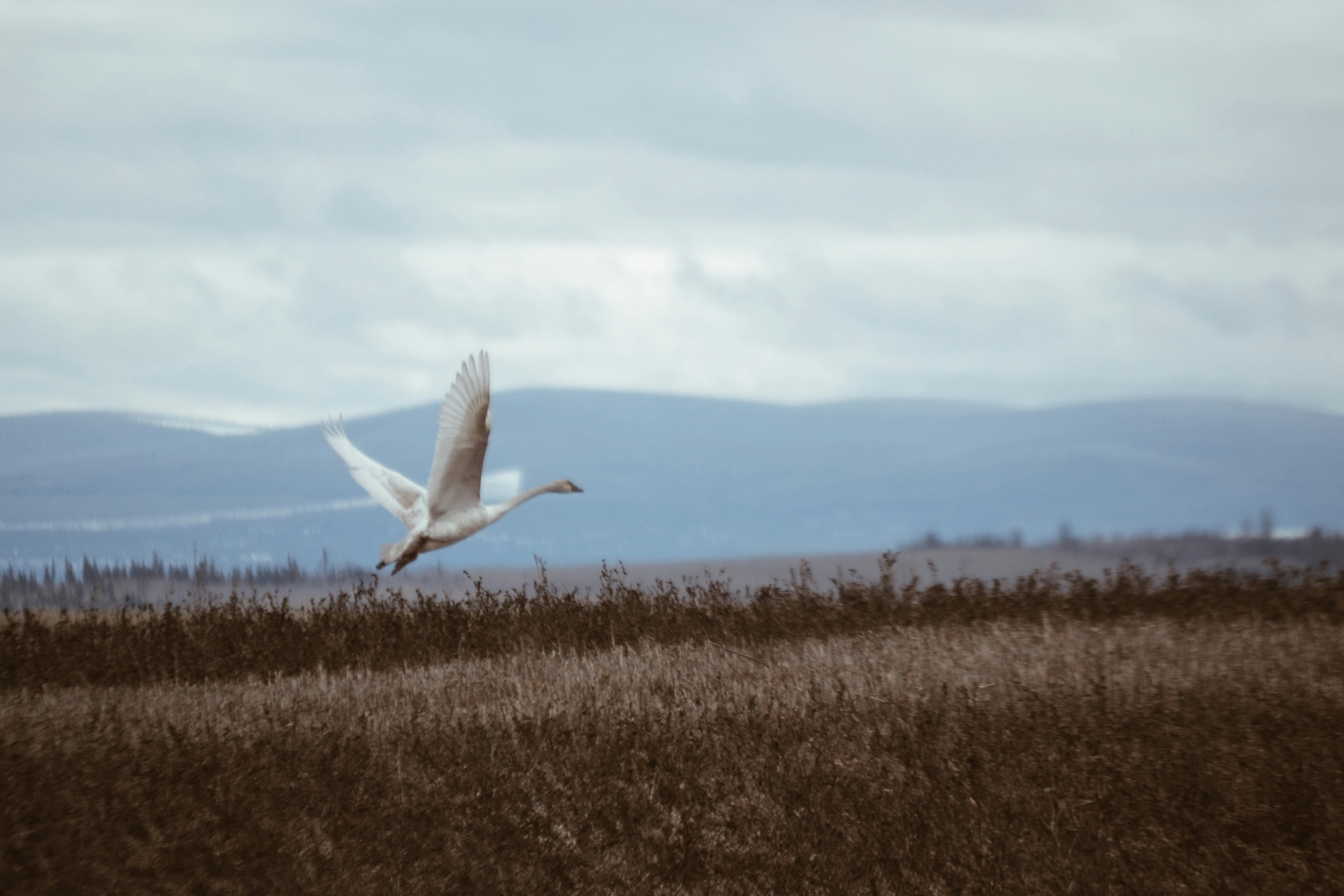 white bird flying over brown grass field during daytime