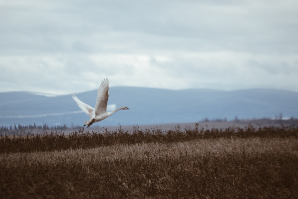 white bird flying over brown grass field during daytime
