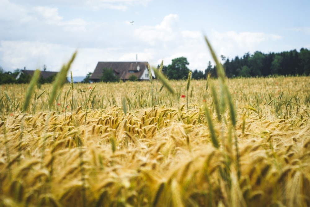 brown wheat field during daytime