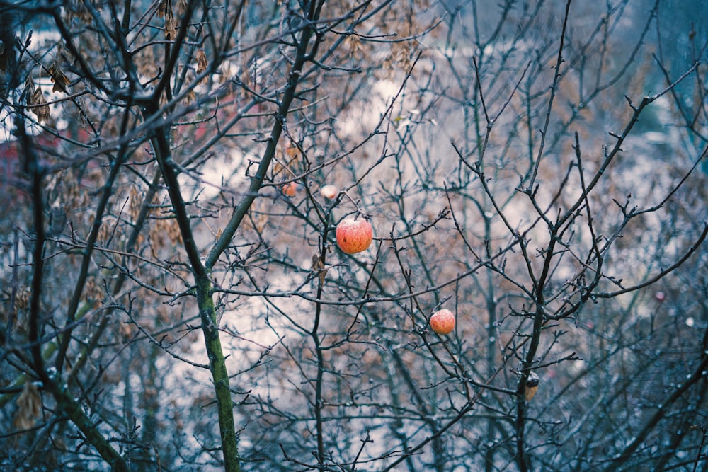 Fruta redonda marrón en la rama marrón del árbol durante el día