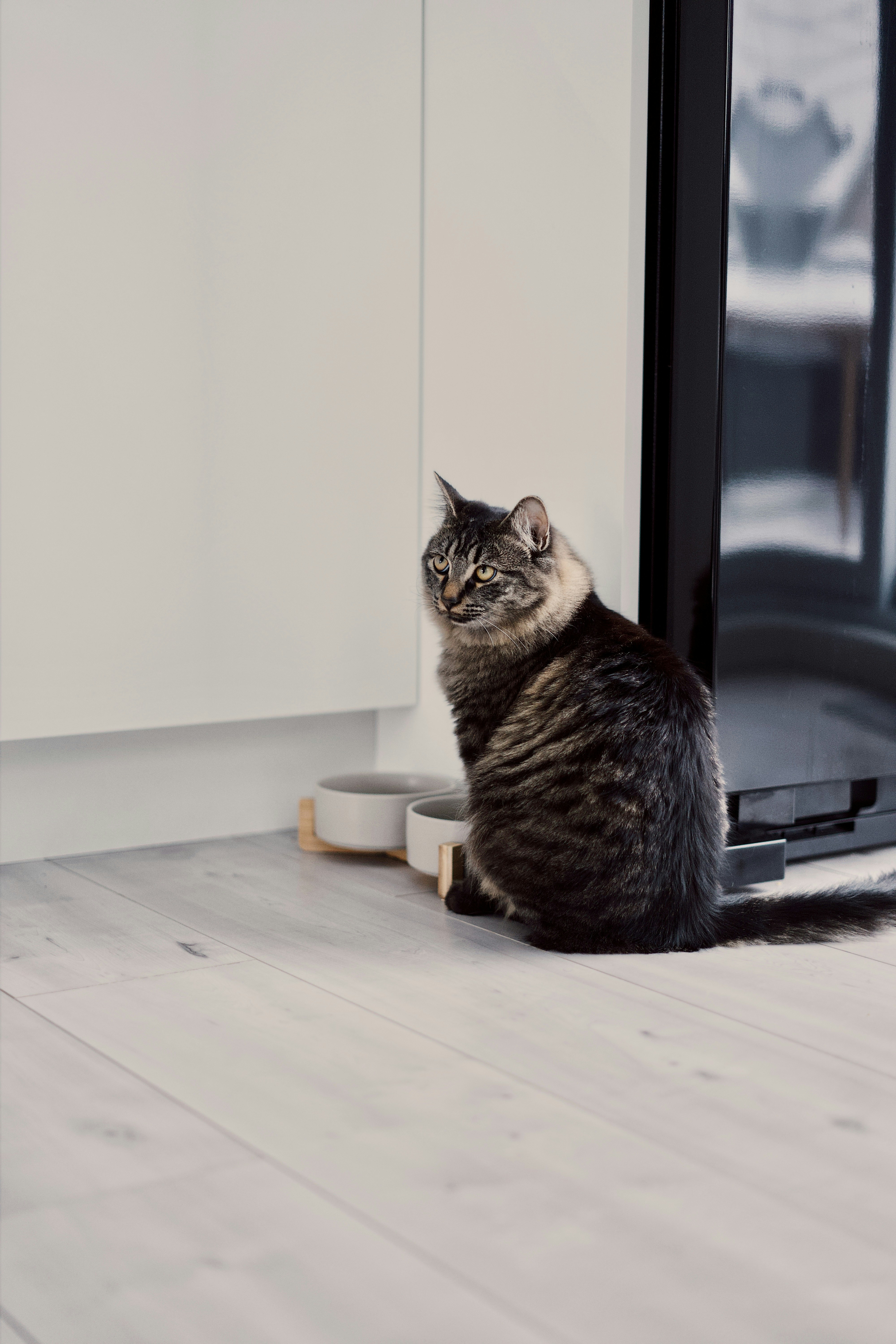 brown tabby cat on white floor tiles