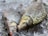 Two whole fish lying on a bed of ice. Both fish have scales that reflect light with a slightly golden and silver hue. One fish's mouth is slightly open, and both have clear, noticeable eyes. The ice comprises small, clear crystals that surround and support the fish.