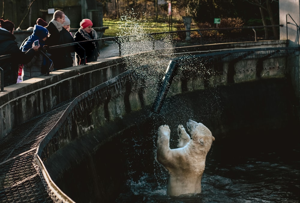 personnes en veste de costume noir et chien à poil court blanc sur la fontaine d’eau pendant la journée