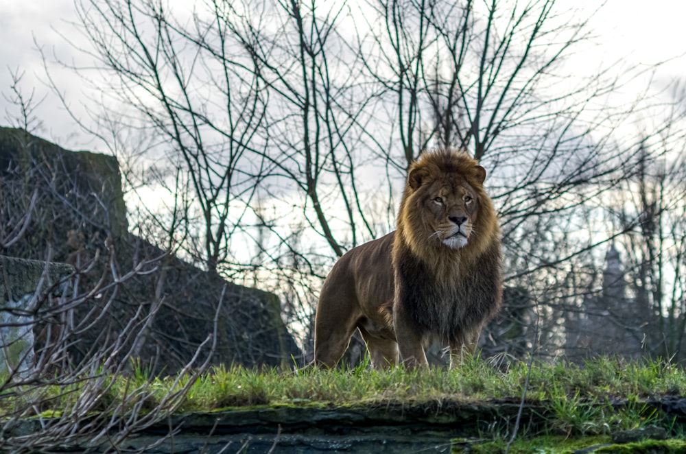 lion on green grass field near bare trees during daytime
