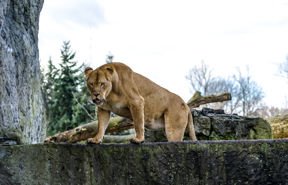 brown lioness on gray concrete wall during daytime