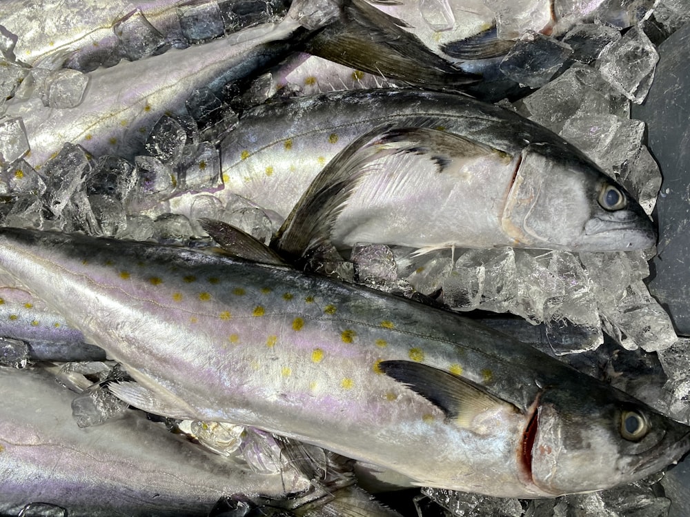 poisson argenté sur emballage en plastique noir