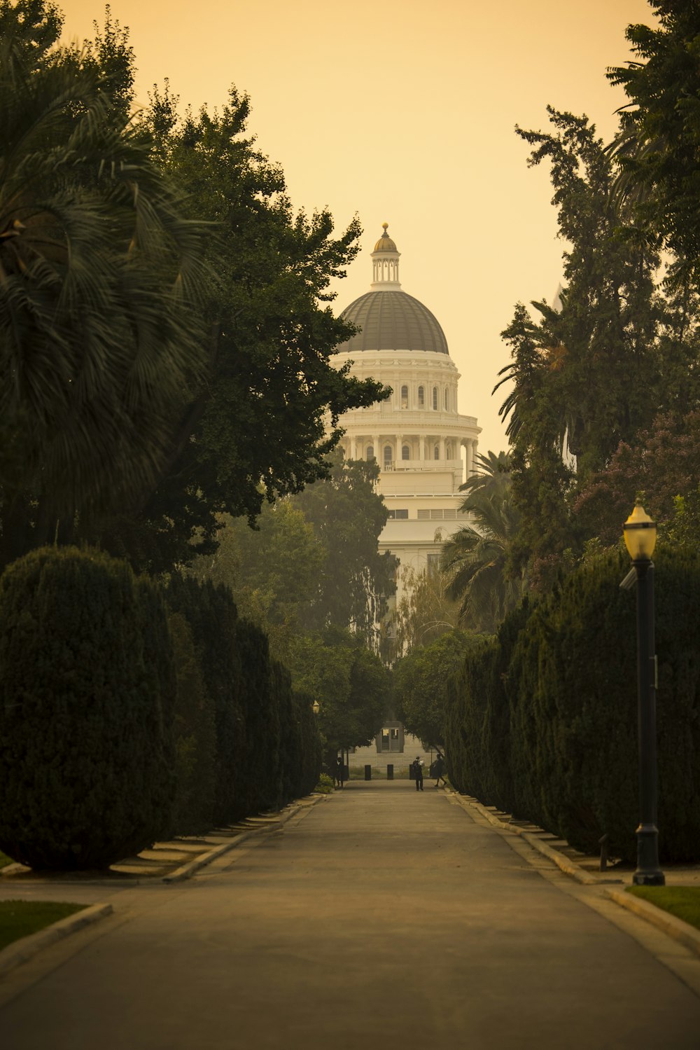 white dome building surrounded by trees