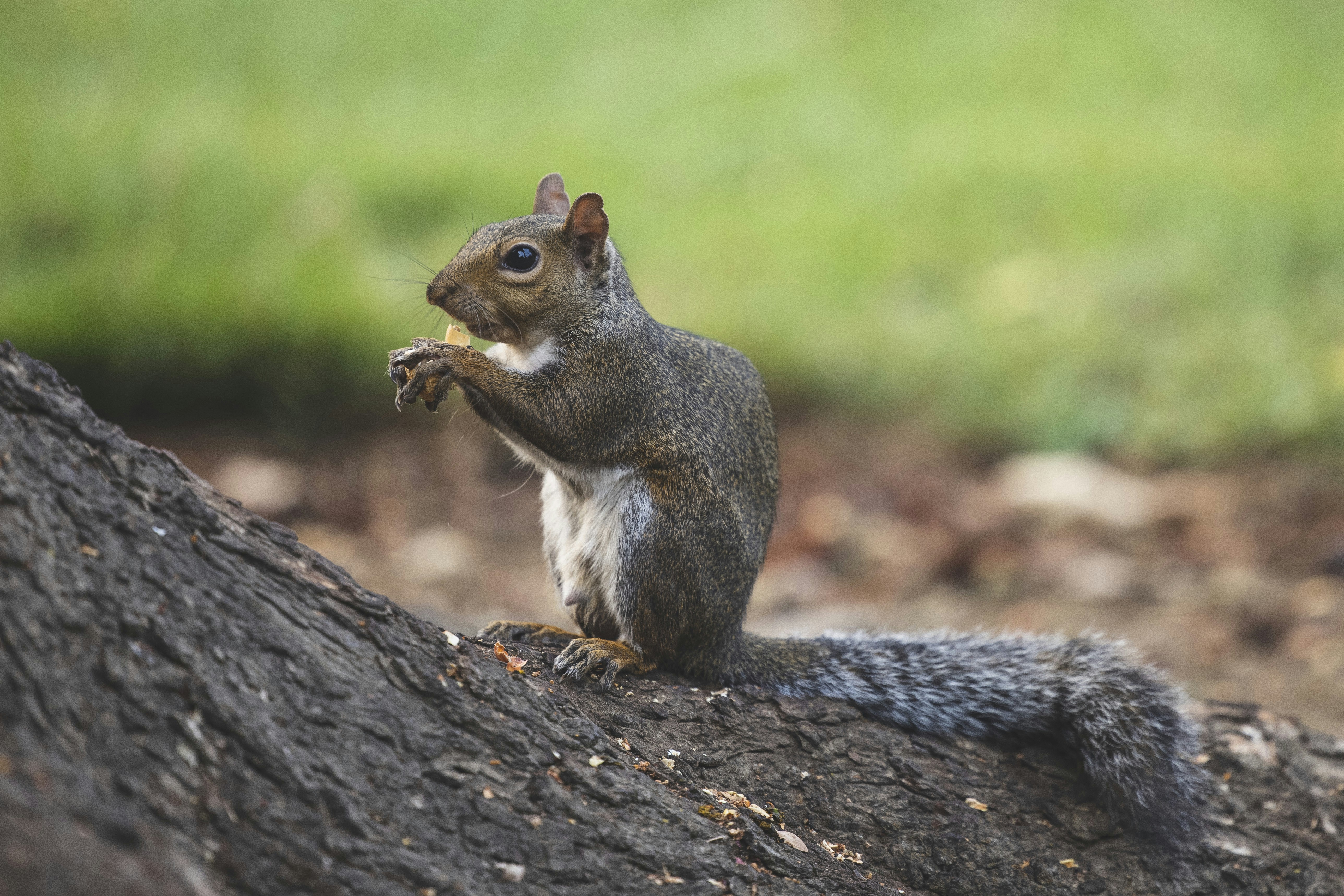 Photo by leo_visions_