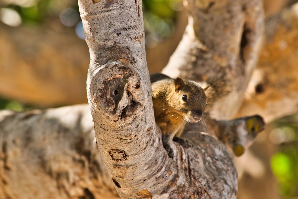 brown squirrel on brown tree branch during daytime