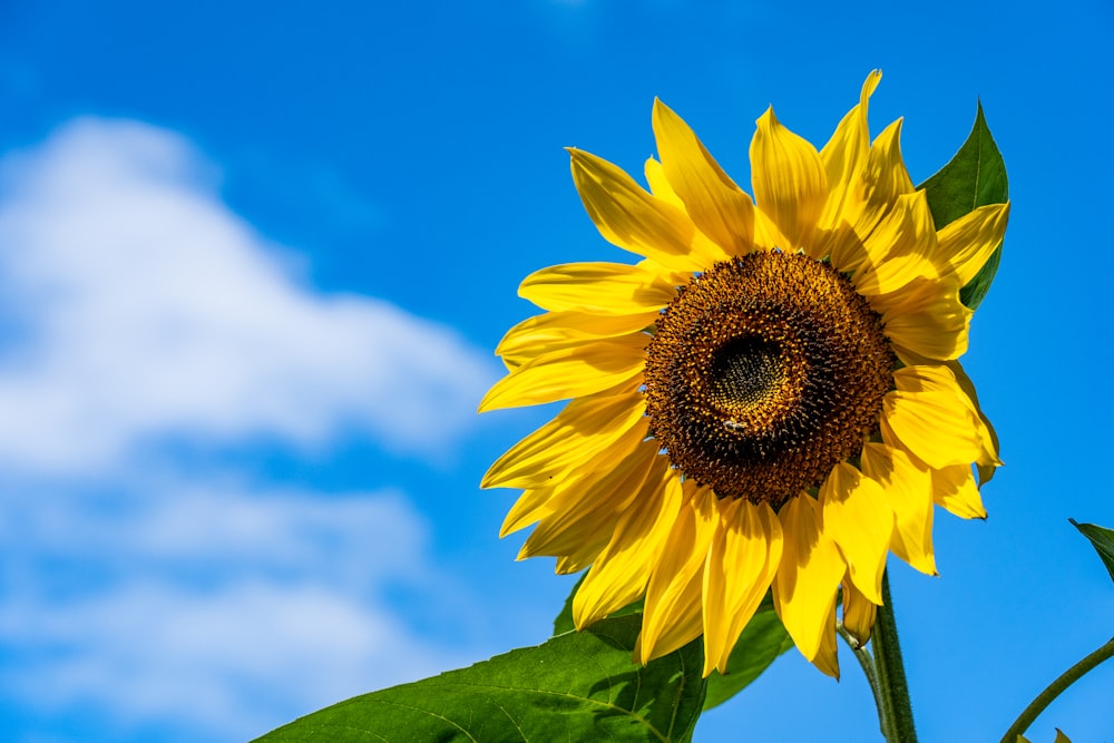 yellow sunflower under blue sky during daytime