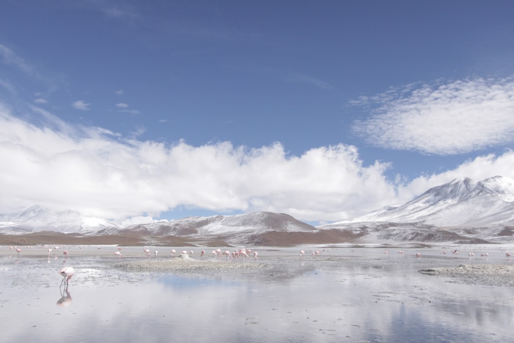 snow covered mountain near body of water under blue sky during daytime