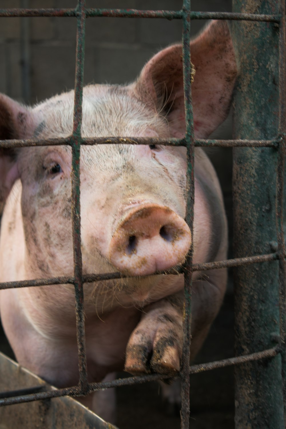 white pig in cage during daytime