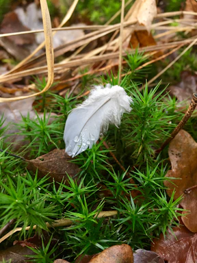 A serene feather gently resting on soft moss under dappled sunlight.