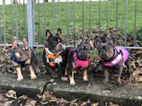 A group of French Bulldogs playing together on a green lawn near Lake Ray Hubbard.